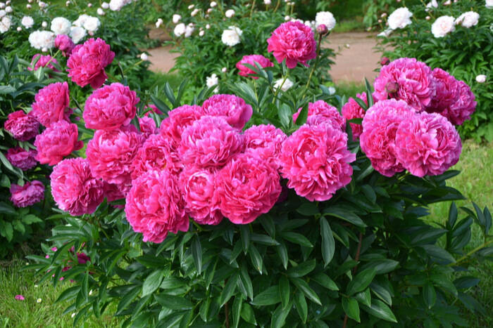 How to Plant Peonies garden