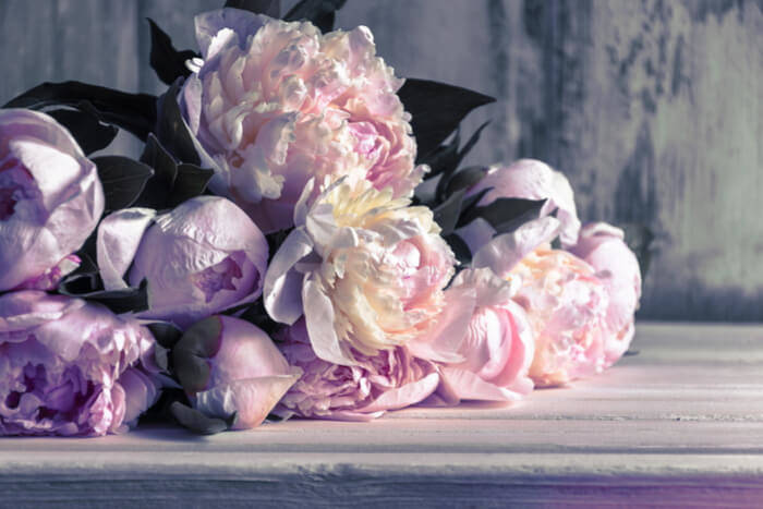 How to Plant Peonies purple