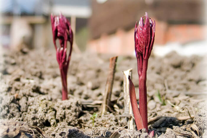 How to Plant Peonies the soil