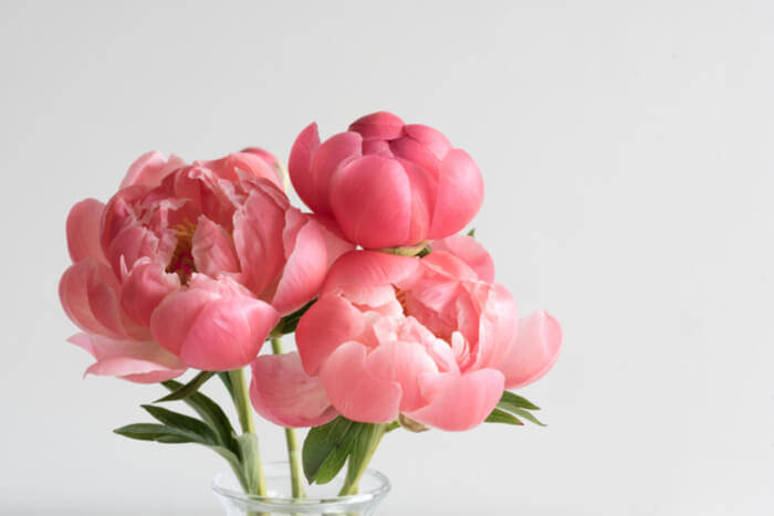 How to Plant Peonies