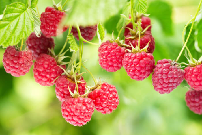 How to Plant Raspberries 878 (1)