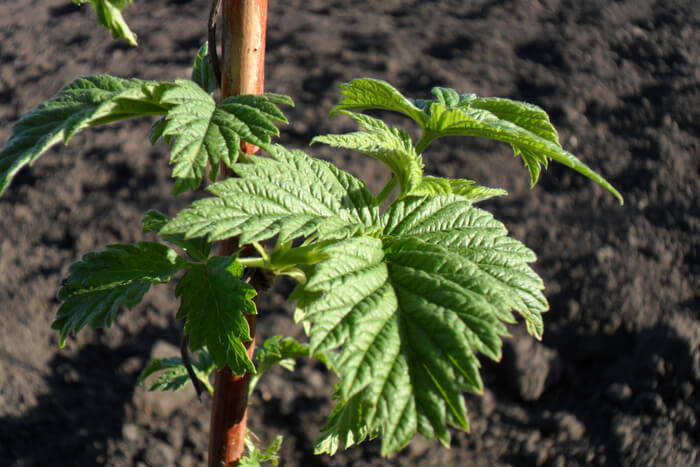 How to Plant Raspberries 8887