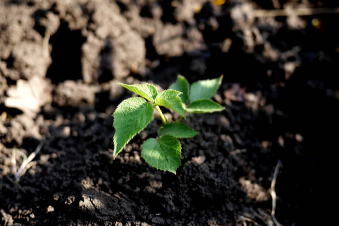 How to Plant Raspberries soil