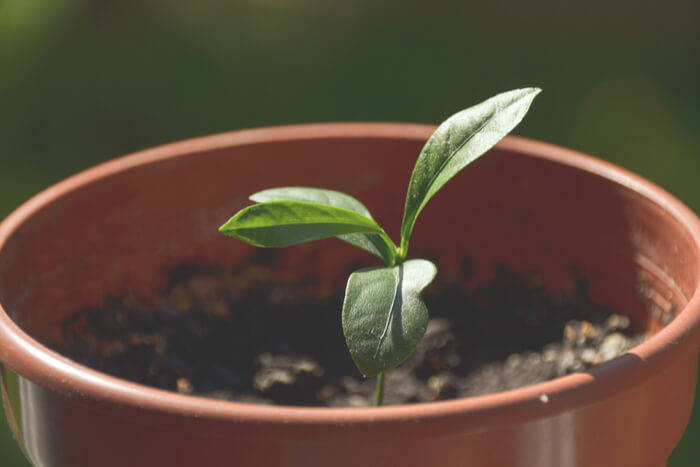 How to Plant a Lemon Tree sunny place