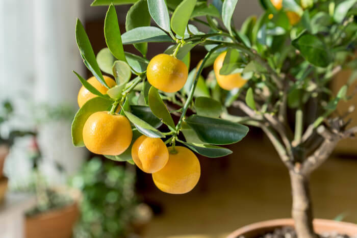 How to Plant a Lemon Tree