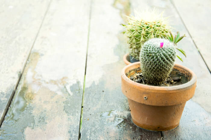 how to plant cactus 888