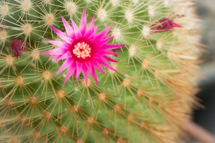 how to plant cactus