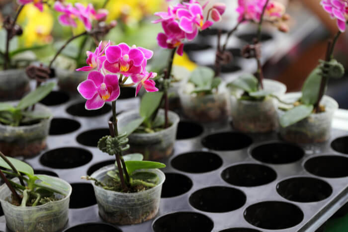 how to plant orchids air circulate