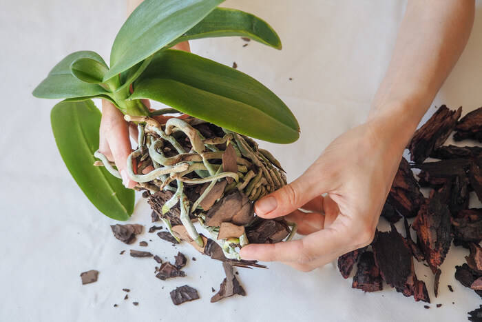 how to plant orchids soil