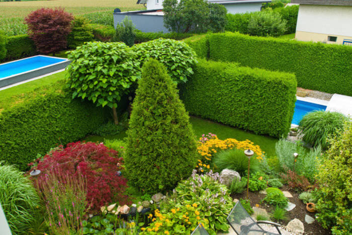 Trees and Shrubs: Things Everyone Needs to Know