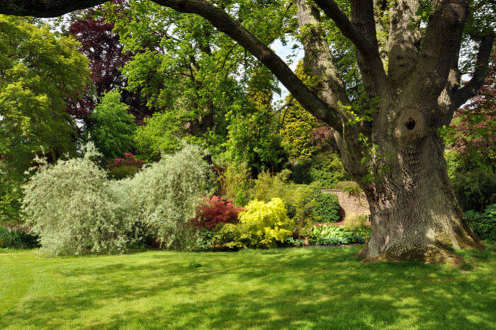 Beautiful Trees to Plant in Your Garden