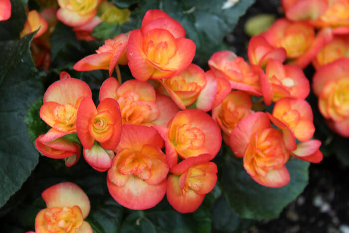 How to Plant Begonias