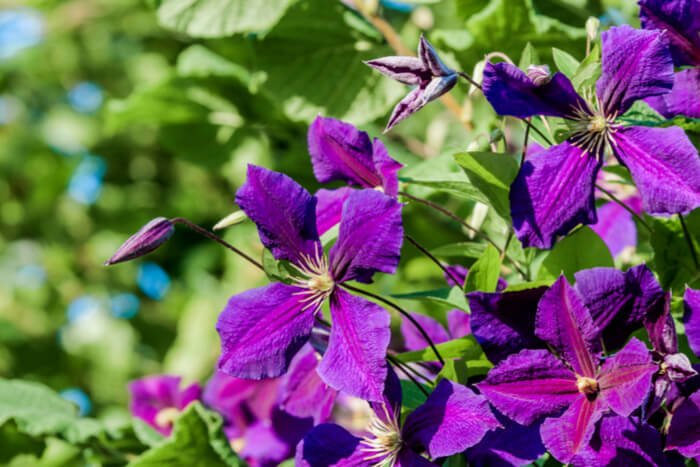 How to Plant Clematis