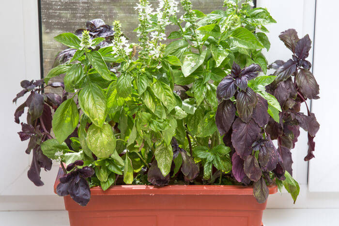 How to Plant Basil on Your Windowsill