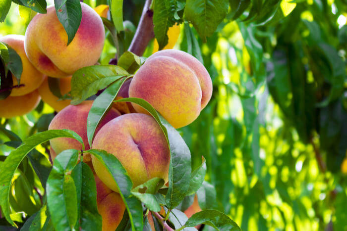 How to plant a peach tree