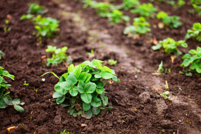 How to plant strawberries