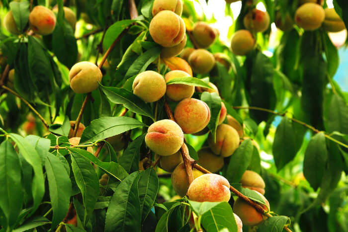 How to take care of peach tree