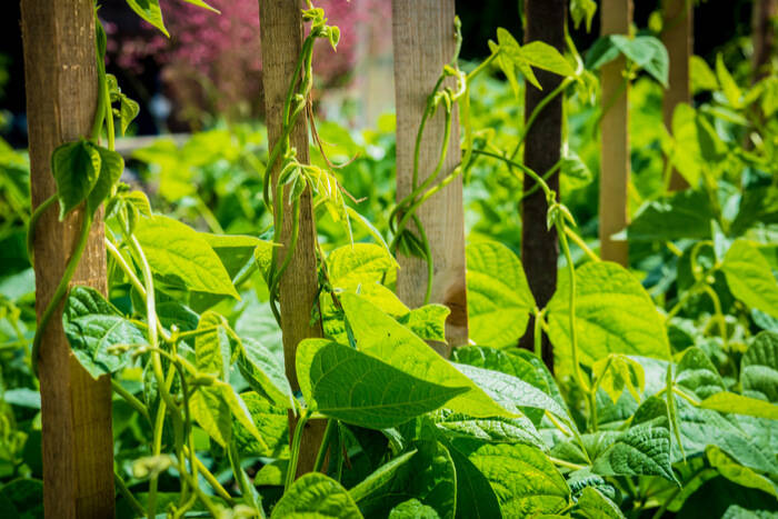 How To Grow Beans