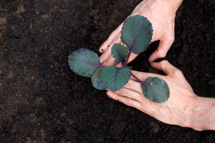 How to grow cabbage