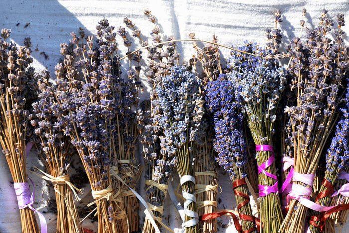 How to grow lavender and how you can use it