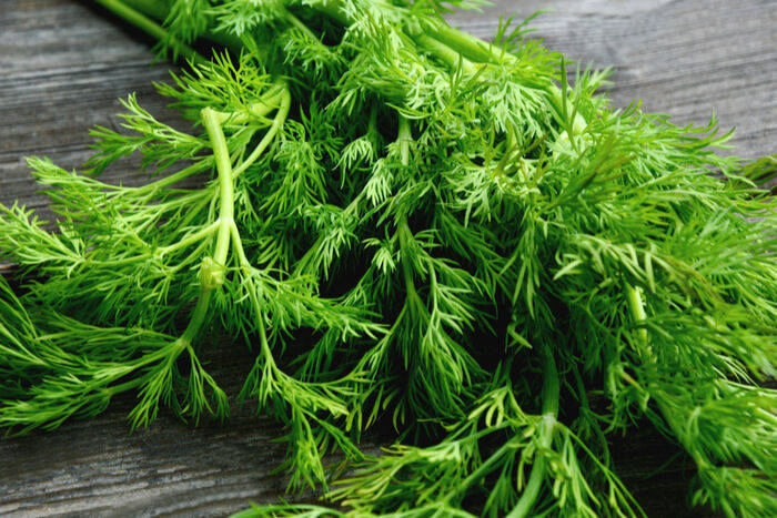 How to plant dill and where you can use it