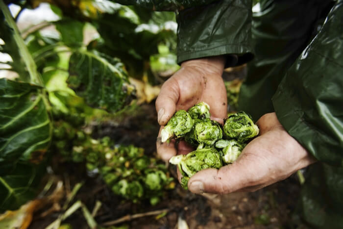 Brussels Sprouts Growing: Things You Need To Know