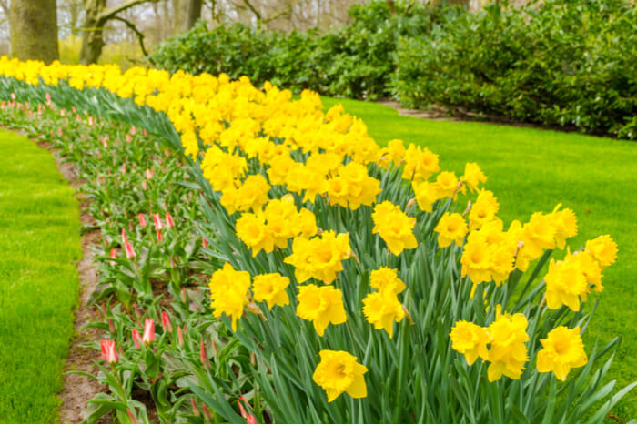 Lovely Yellow Flowers