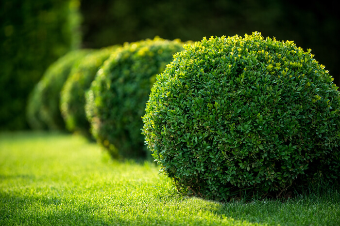 How to Plant Boxwood Shrubs in your Garden