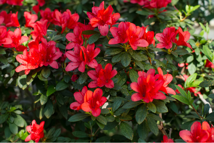 How to Grow and Care for Azaleas