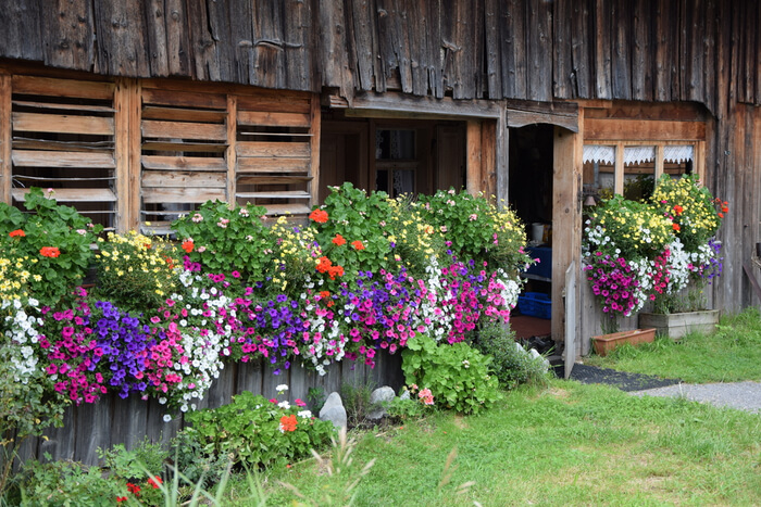 Log Cabin Garden: 7 Types of Flowers That Are Easy To Grow